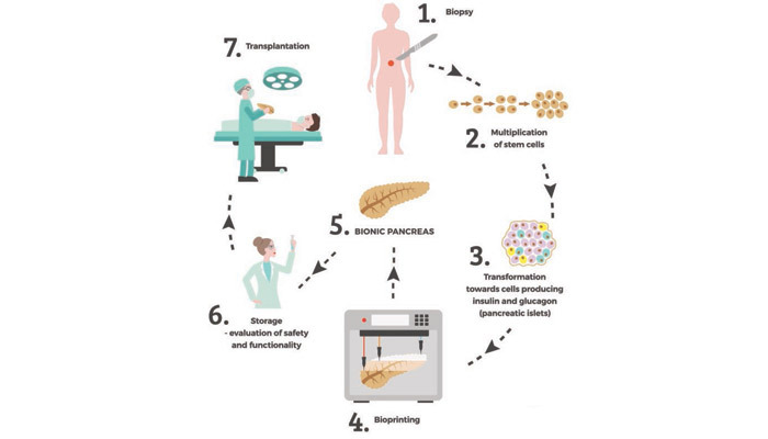 3D-gedruckte Organe