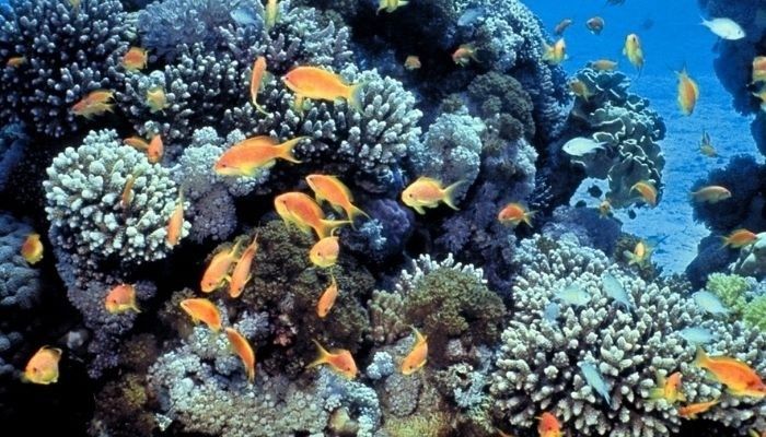 récifs corail imprimés en 3D 