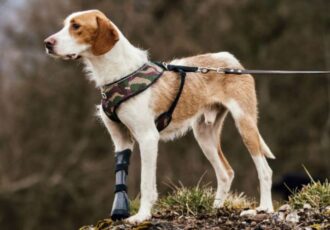 3D-gedruckte Prothese Hund