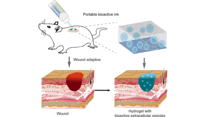 Biotinte PAINT