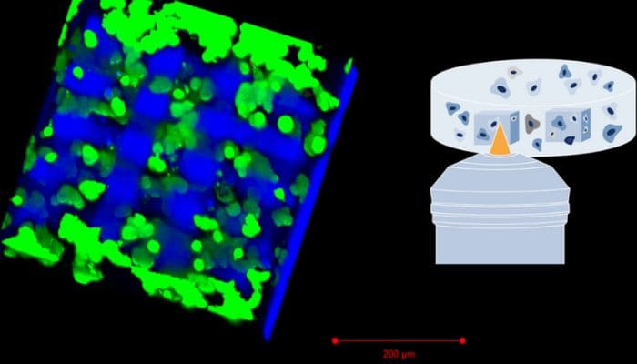 Bio Inx Two-Photon-Polymeriszation