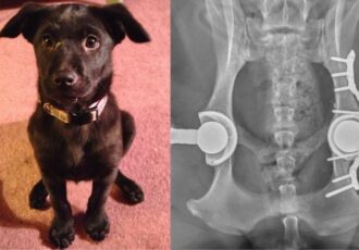 veterinärmedizin 3D-Druck