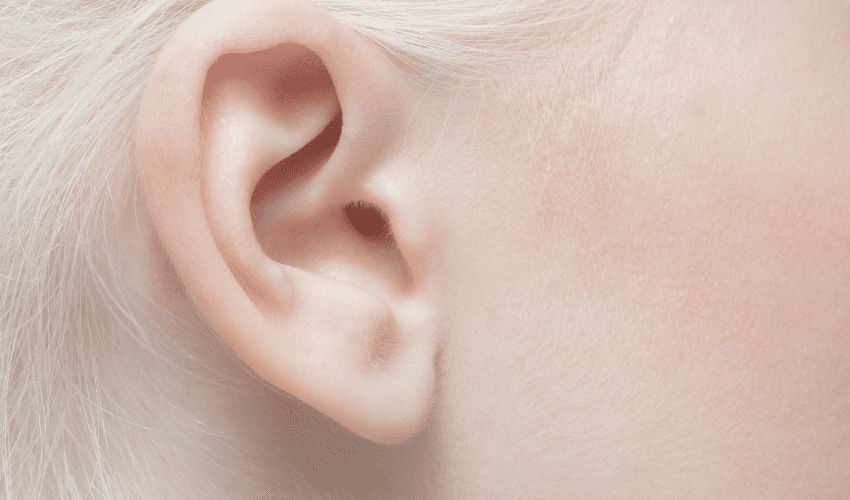 3D-gedrucktes Ohr