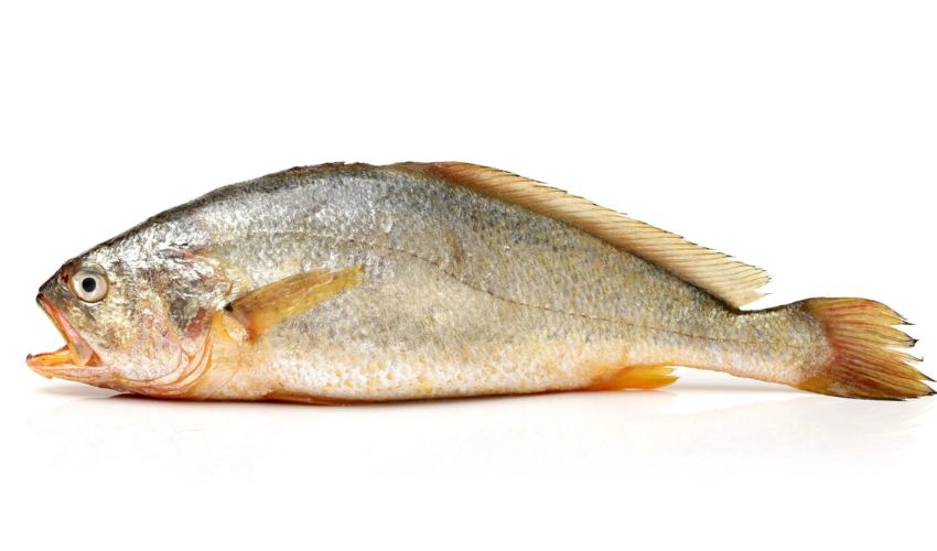 3d-gedruckter fisch