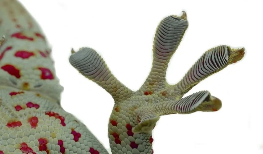 3D-Druckfehler Gecko