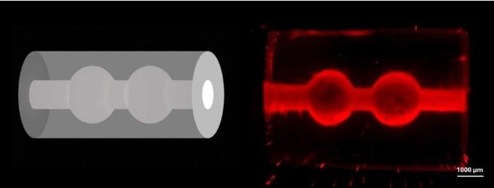 The schematic of a milk duct (left) and the team's 3D-printed model (right) (Image: ETH Zurich)