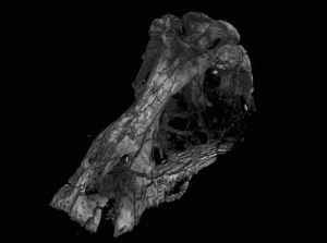 article_trex1
