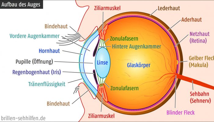 Hornhaut aus Fischschuppen