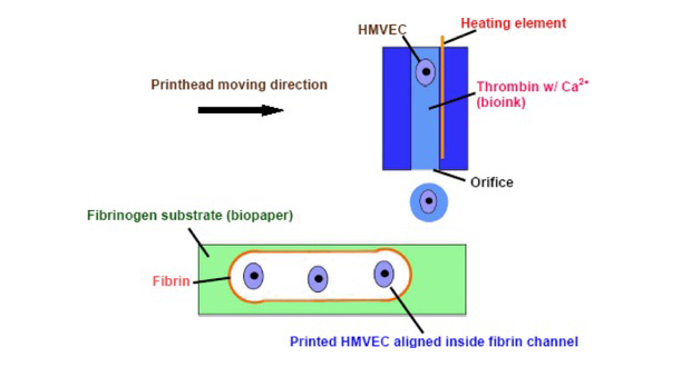 3D-Biodruck