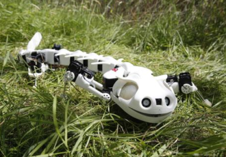 Pleurobot