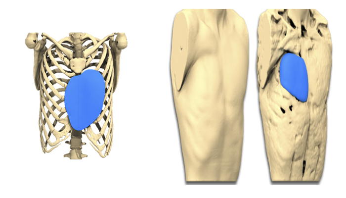 AnatomikModeling