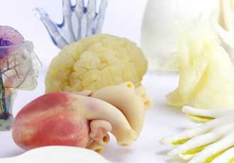 3D printed anatomical model