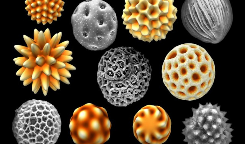 3D printing pollen for research into allergies