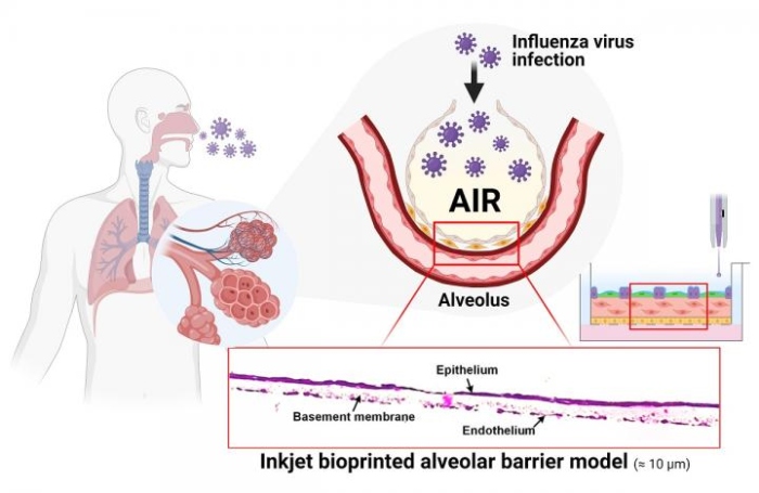 lung model