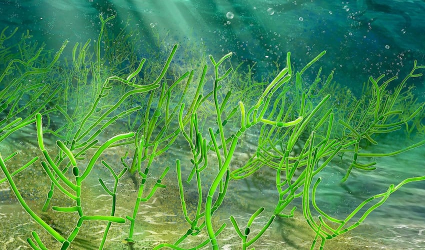 Algae-based bioink brings good news for artificial organs and cultured meat Algae-based bioink brings good news for artificial organs and cultured meat Microscopic Green Seaweed Crop 1536x864 2