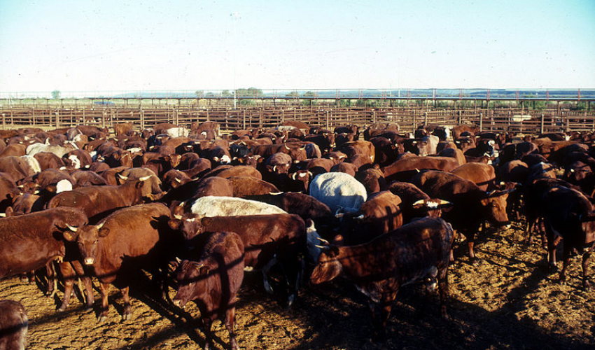 3D printing meat