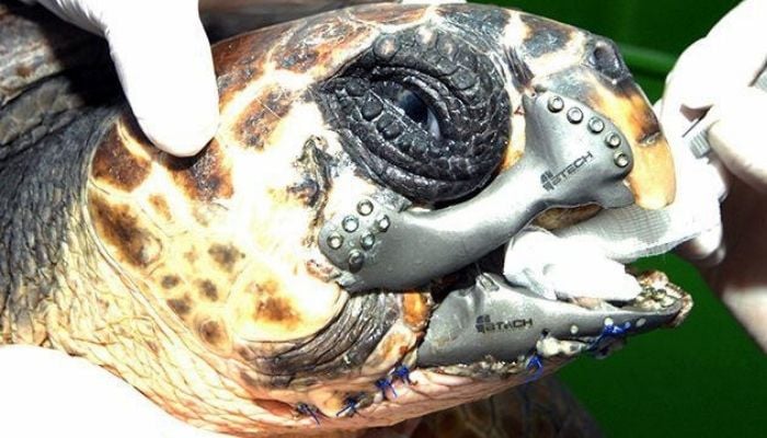 3D printed prosthetics for animals