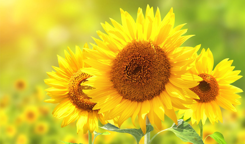 Sunflower pollen used as 3D printable bio-ink