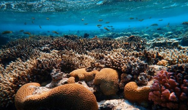 ArchiREEF 3D-Printed Terracotta Tiles Restoring Coral Reefs