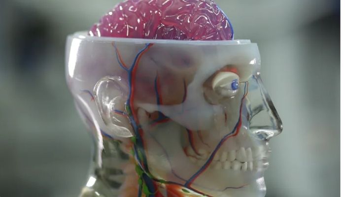 Anatomical models printed in 3D
