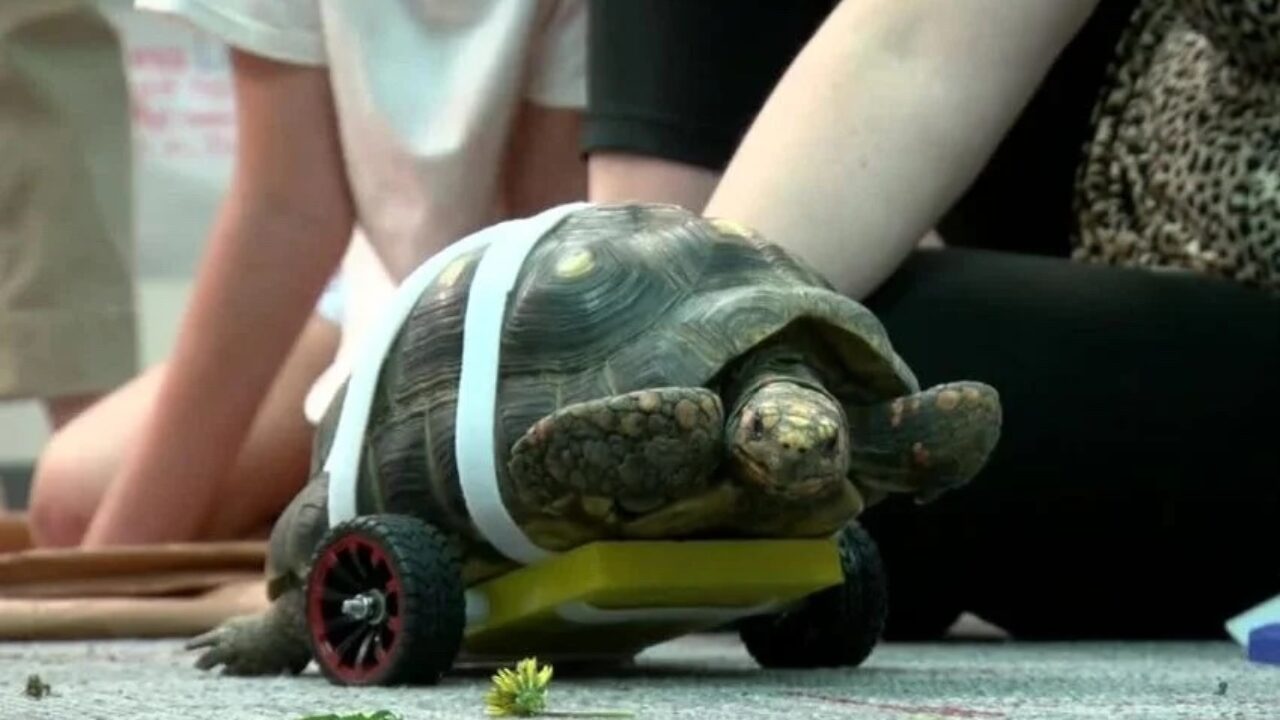 3D Printed Wheel System Makes Life Easier for Shelly the Turtle - 3Dnatives