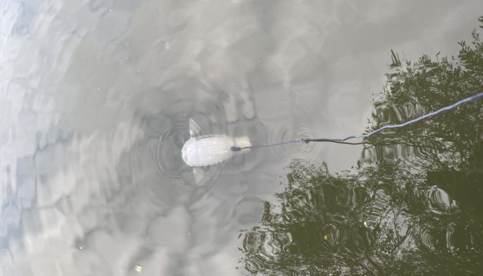 Robotic fish being tested in water 