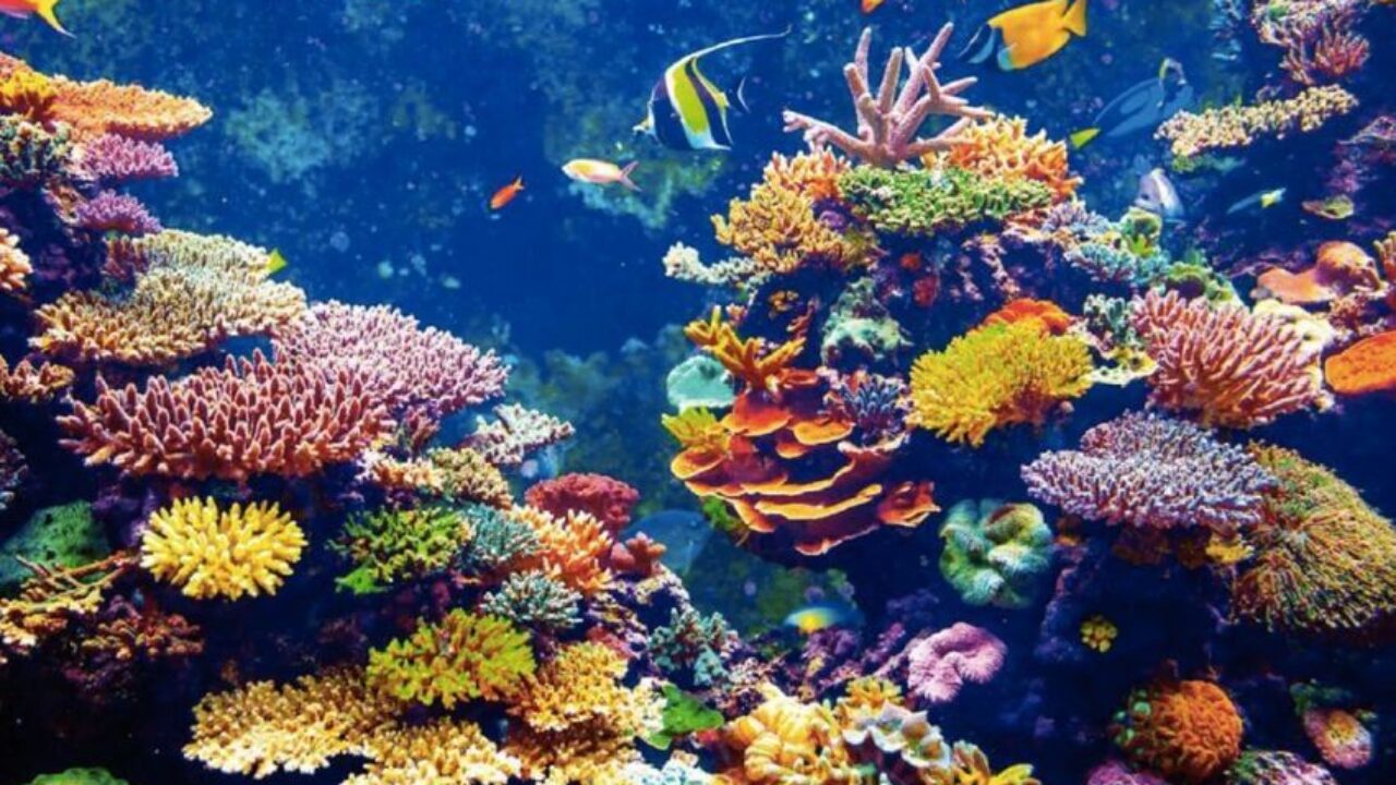 Innovareef: 3D Printed Coral for Marine Conservation - 3Dnatives