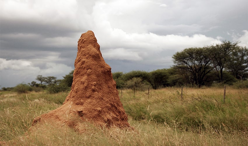 Termites 3D printing