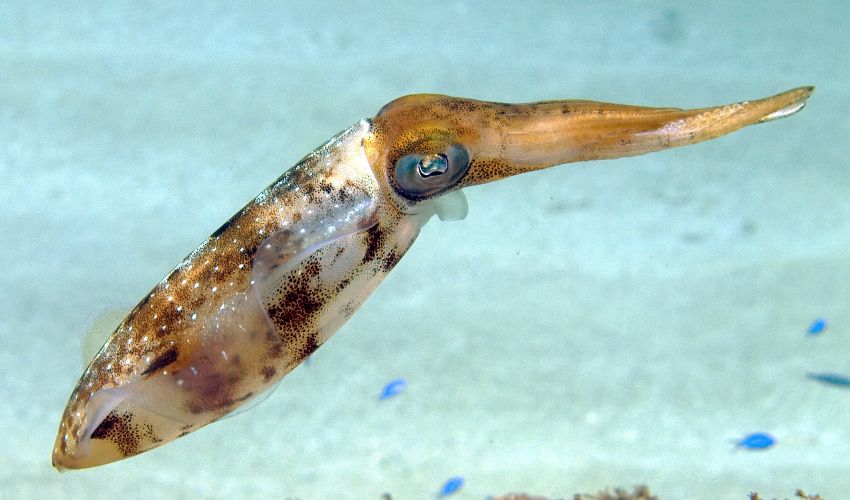 A squid swimming in the ocean