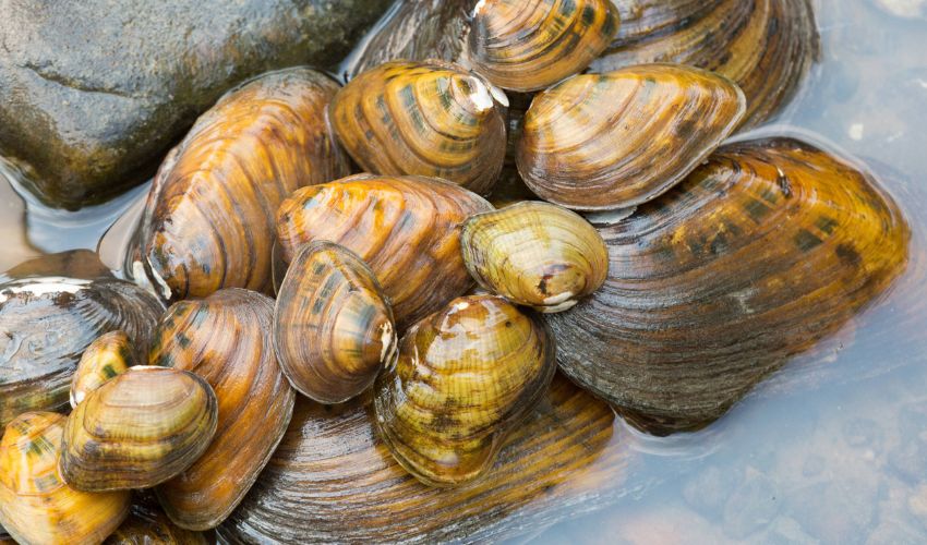 Scientists are using 3D technologies to help save freshwater mussels