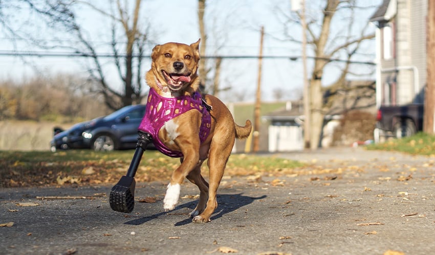 3D Pets Can Help Dogs Back on Their Feet With Just a 3D Printer and a Smartphone
