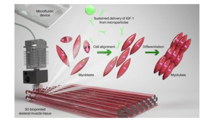 3D printed muscles are made from a bioink