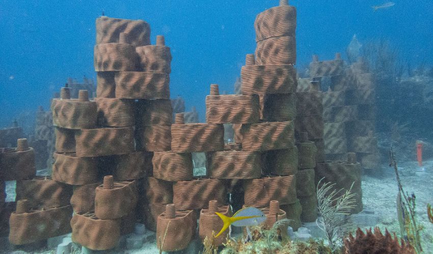 The British Virgin Islands are using 3D printing to revive coral reefs in the region