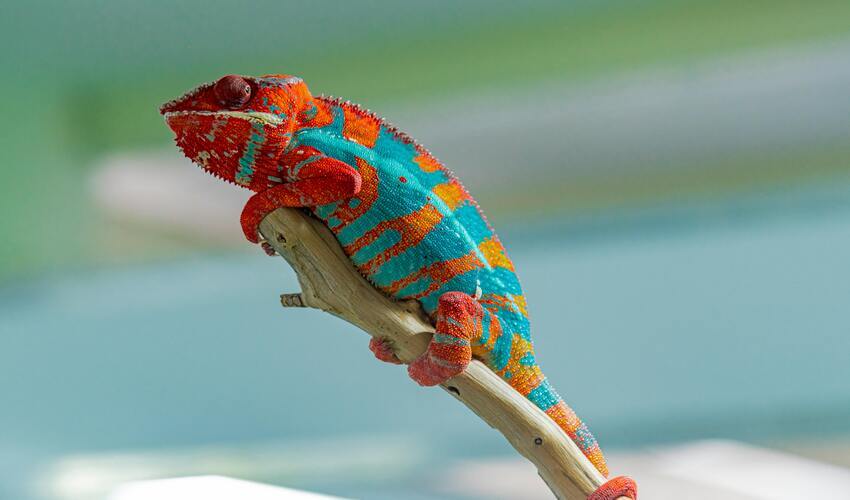 Multicolor 3D printing inspired by chameleons