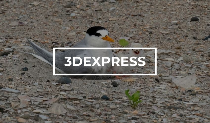 3D printed eggs to save Fairy Terns in New Zealand