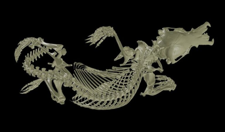 UC Berkeley Paves Way for Digitizing Vertebrate Collections With oVert ...