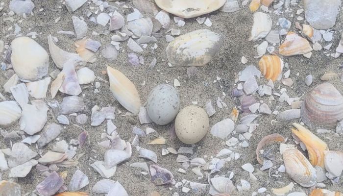 3D printed Fairy Tern eggs