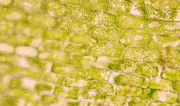 Researchers Unveil Breakthrough 3D Bioprinting Method Using Plant Cells ...