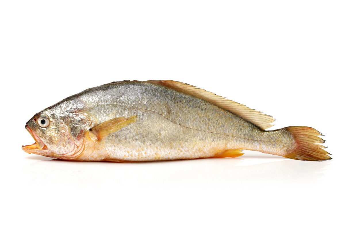 This is the type of fish that they 3D printed in China
