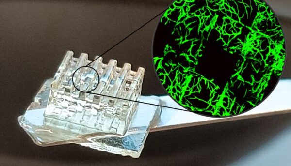 BIO INX Launches New, Ready-to-Print Bioink Resin for DLP 3D Printing ...