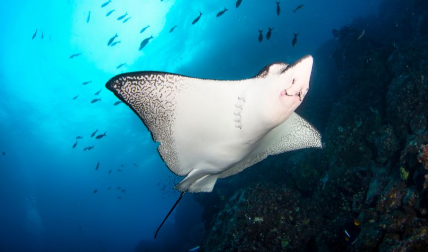 Mobula ray inspired 3D printed filtration