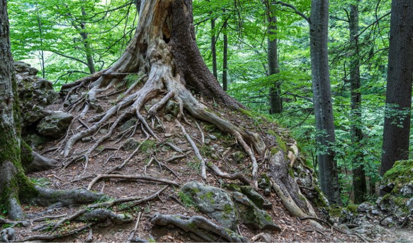 Template-Constrained Additive printing is inspired by tree roots