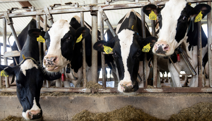 According to the USDA National Agricultural Statistics Service, over 56.7 billion pounds of milk are produced in the United States. (Photo Credit: University of Wisconsin-Platteville)