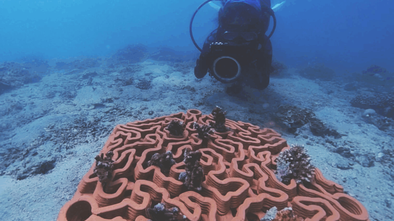 3D Printing Helps Abu Dhabi Restore Coral Reefs - 3Dnatives