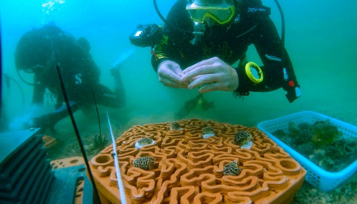 Archireef previously used their 3D terracotta tiles to help restore coral in Hong Kong. (Photo Credit: Archireef)