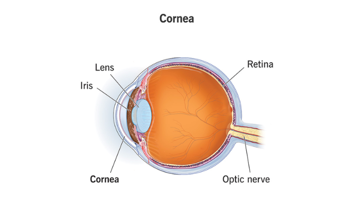 The cornea is the outermost layer of the eye, and helps protect the iris. (Photo Credit: Cleveland Clinic)