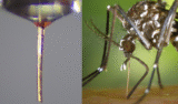 Mosquito Proboscis Repurposed as a Micro Nozzle for High Resolution 3D ...