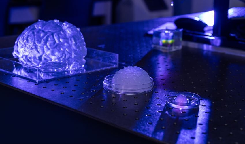 3d printed brain model