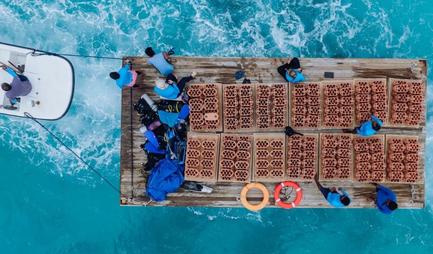 rrreefs
