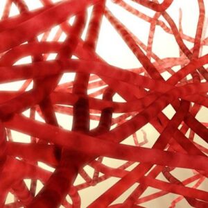 3d printed blood capillary network